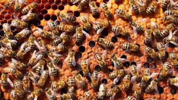 Bienen Bei Der Imkerarbeit Aus Nächster Nähe — Stockvideo