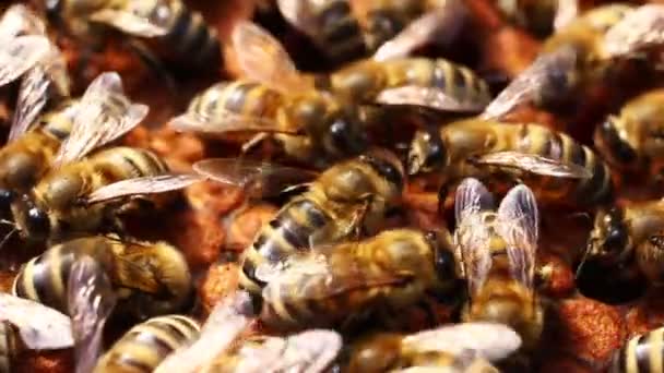 Méhek Kaptárban Rovarok Közelednek — Stock videók