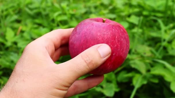 Rött Äpple Händerna Trädgården — Stockvideo