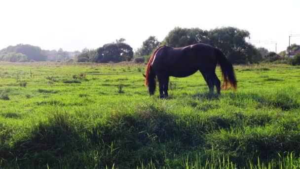 草の上の夏に美しい馬の放牧 — ストック動画