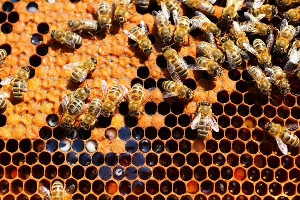 Viele Bienen Stock Aus Nächster Nähe — Stockfoto