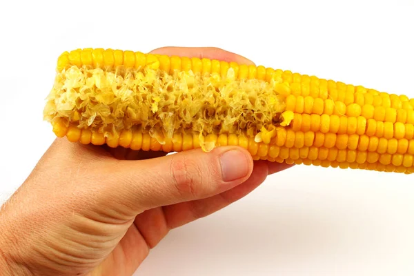 Boiled Corn Bitten Hand White Background — Stock Photo, Image