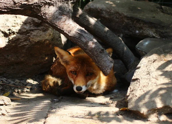 Fox Sentado Zoológico — Foto de Stock