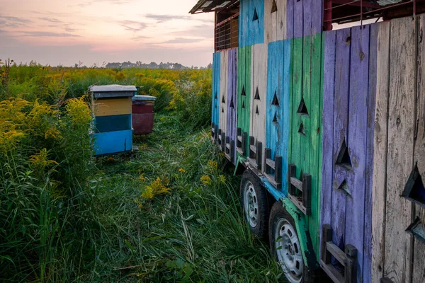 Bienenwagen Auf Feld Mit Honigpflanzen — Stockfoto