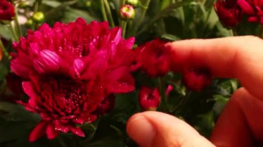 Kasımpatı kırmızısı güzel çiçek yakın plan