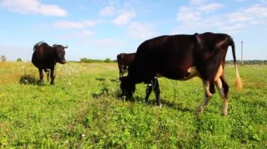 Köy ineği yazın otlar.