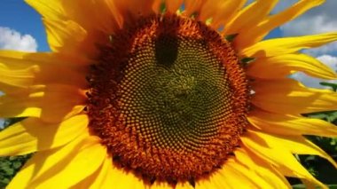 Yazın açan ayçiçeği güzel bir şekilde yakınlaşır.