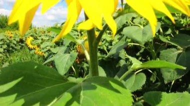 Yazın açan ayçiçeği güzel bir şekilde yakınlaşır.