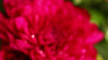 Kasımpatı kırmızısı güzel çiçek yakın plan