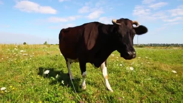 Village Cow Grazes Summer — Stock Video