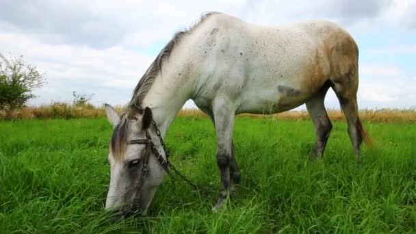 Piękny Biały Koń Wypasu Lecie — Wideo stockowe