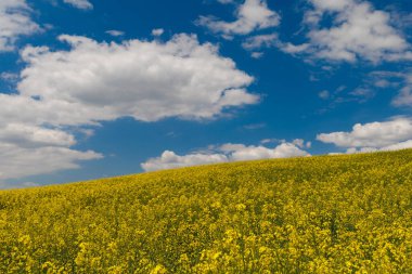 Sarı tarla, kolza tohumu, mavi gökyüzü ve bulutlar