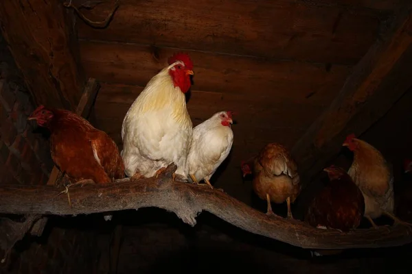 Canapé Poulet Dans Poulailler Close — Photo