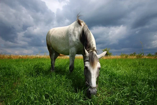 Caballo Blanco Roza Hierba —  Fotos de Stock