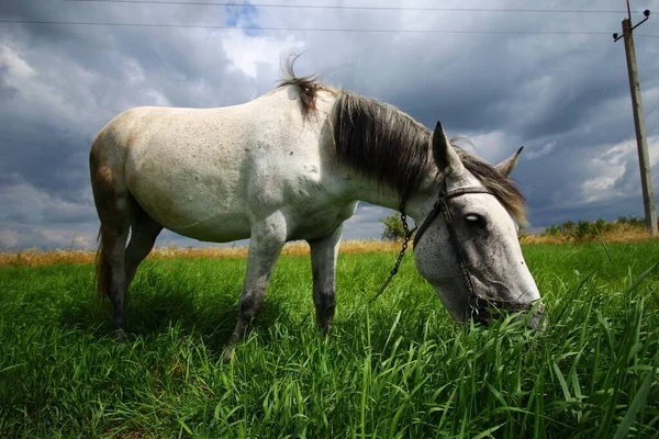 Caballo Blanco Roza Hierba — Foto de Stock