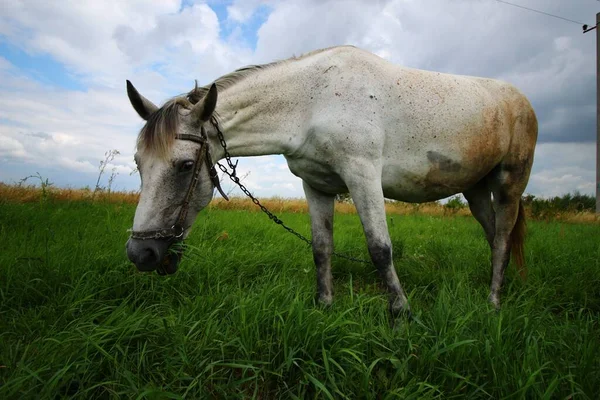 Het Witte Paard Graast Het Gras — Stockfoto