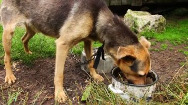 Aç ve zayıf köpek çabuk yer.