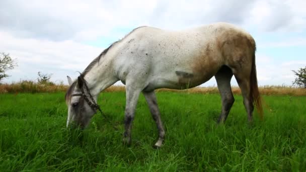 Biały Koń Wypasa Się Trawie — Wideo stockowe