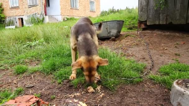 Den Hungriga Tunna Hunden Äter Snabbt — Stockvideo