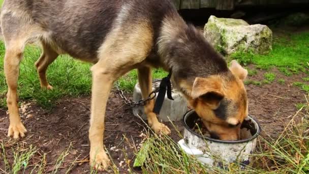 Den Hungriga Tunna Hunden Äter Snabbt — Stockvideo