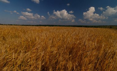 Yaz günü buğday tarlası. Güzel yaz manzarası