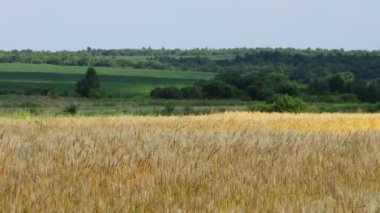 Yaz günü buğday tarlası. Güzel yaz manzarası