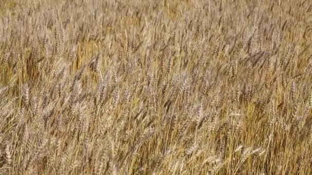 Buğday Tarlasına Yakın Çekim Sarı Buğday Yetişiyor — Stok video