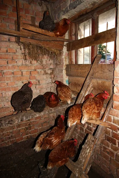 Kanapé Csirke Egy Ketrecben Közelkép — Stock Fotó