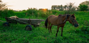 Yazın at ve eski araba.