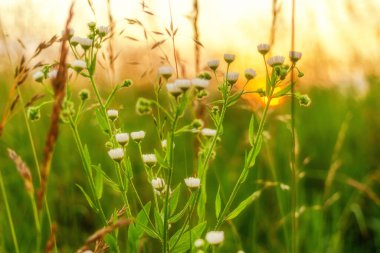 Yaz otları ve gün batımı yakın çekim