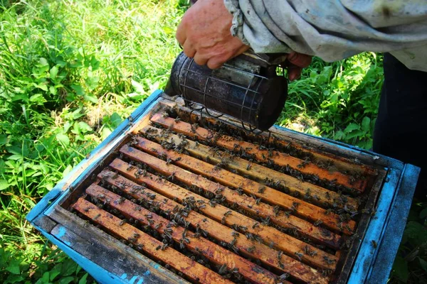 Der Imker Behandelt Bienen Mit Rauch Aus Nächster Nähe — Stockfoto