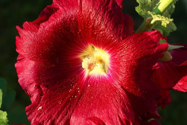 美しい赤マルバの花のクローズアップ — ストック写真