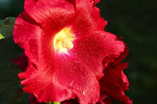 Beautiful Red Malva Flowers Close — 스톡 사진