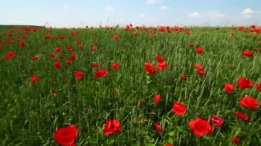 Güzel gelincikler ve mavi gökyüzü