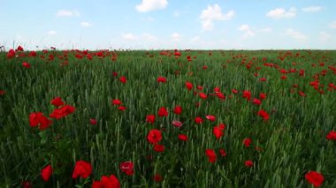 Güzel gelincikler ve mavi gökyüzü