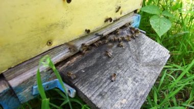 Arılar bir kovana yakın uçar.