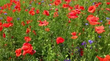 Güzel gelincikler ve yabani çiçekler