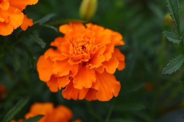 Turuncu kadife çiçekleri yakın plan. Yazın sarı çiçekler.