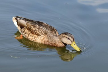 Yaban ördeği suyun üstünde. Göldeki kahverengi ördek
