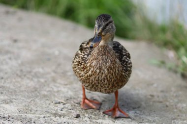 Yazın vahşi kahverengi ördek. Dişi vahşi ördek.