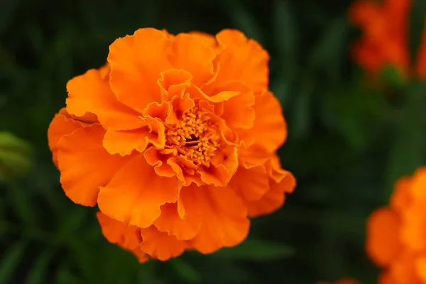 Gros Plan Sur Les Fleurs Souci Orange Fleurs Jaunes Été — Photo