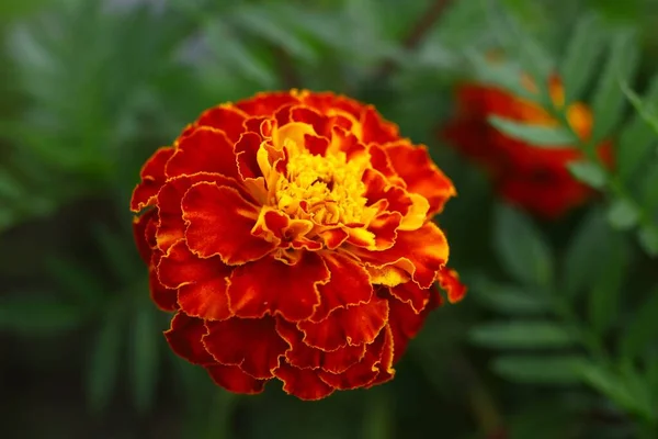 Primo Piano Del Fiore Calendula Chevron Fiori Borgogna Estate — Foto Stock