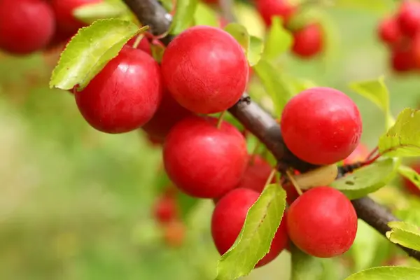 Prunus Cerasifera Červená Roste Stromě Švestkové Plody Létě — Stock fotografie