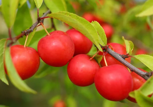 Prunus Cerasifera Červená Roste Stromě Švestkové Plody Létě — Stock fotografie