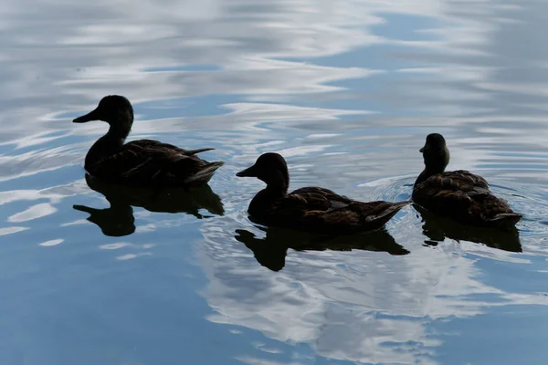 Anatre Selvatiche Nuotano Acqua Anatra Bruna Sull Acqua Estate — Foto Stock