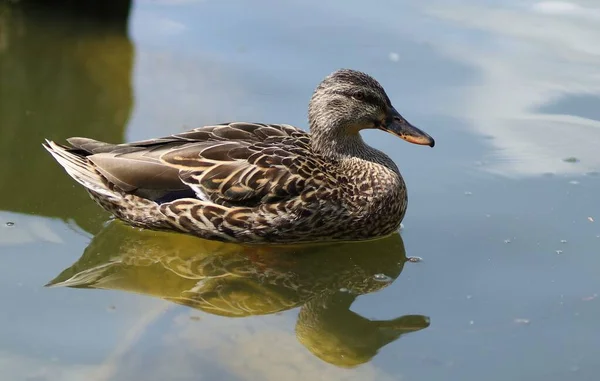 Anatra Selvatica Sull Acqua Anatra Bruna Sul Lago — Foto Stock