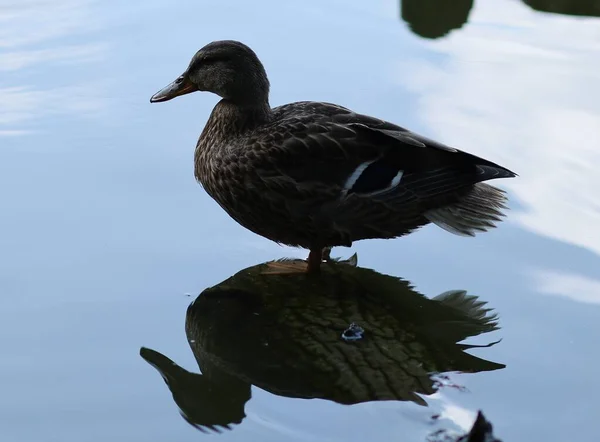 Anatra Selvatica Sull Acqua Anatra Bruna Sul Lago — Foto Stock