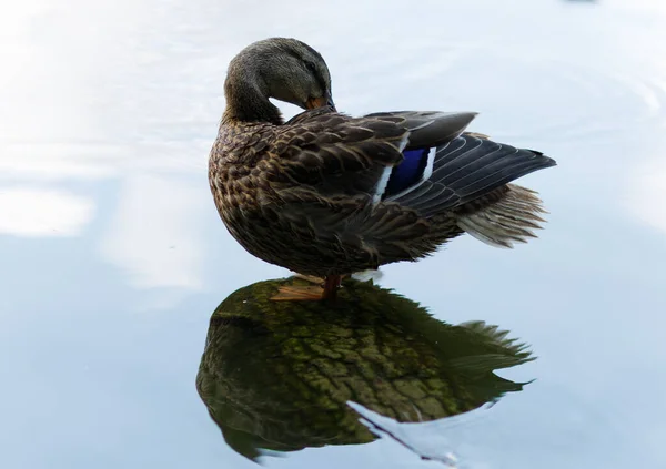 Anatra Selvatica Sull Acqua Anatra Bruna Sul Lago — Foto Stock