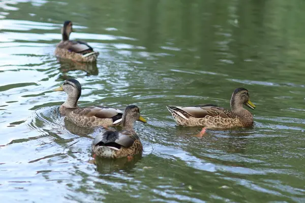 Anatre Selvatiche Nuotano Acqua Anatra Bruna Sull Acqua Estate — Foto Stock