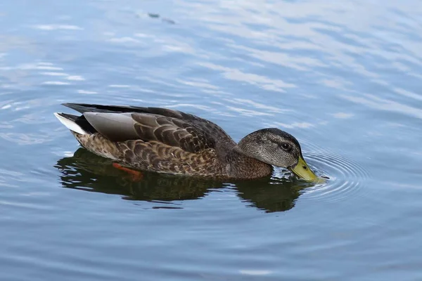 Les Canards Sauvages Nagent Dans Eau Canard Brun Sur Eau — Photo